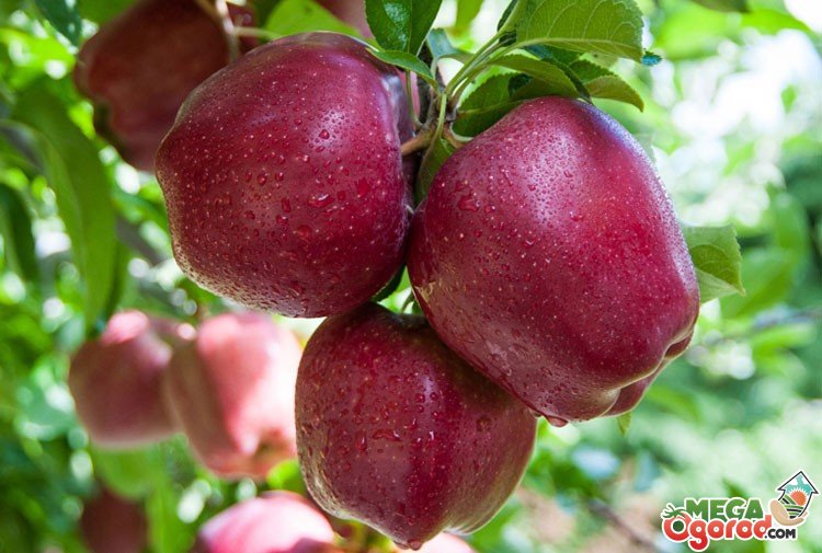 Яблоки Голден Делишес Описание Фото